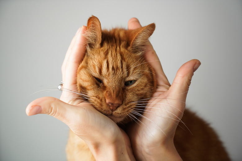 Funny ginger domestic cat in owner hands. Portrait of cat