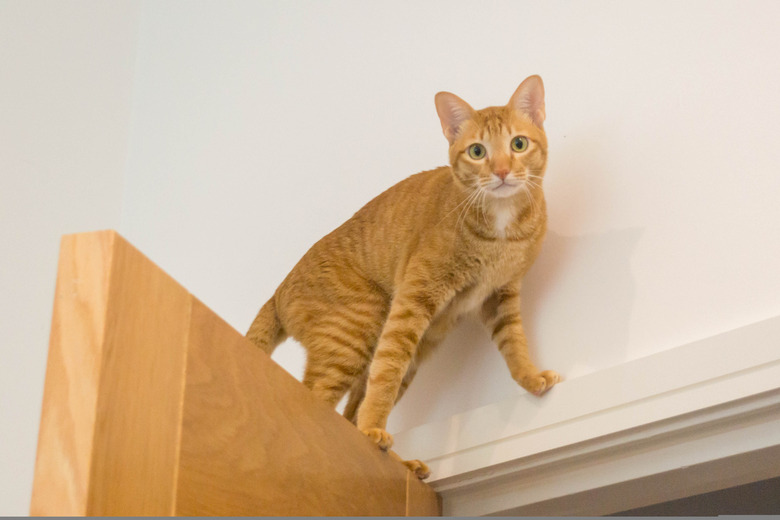 Orange cat sitting on a door looking at camera