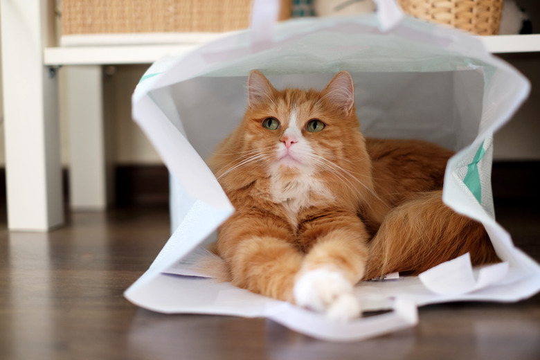 Funny ginger cat in a white paper bag at home interior