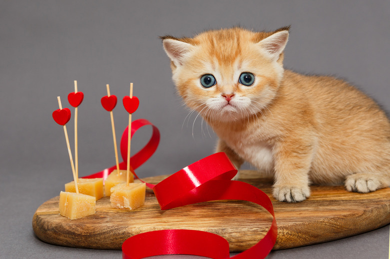 Little kitty and cheese
