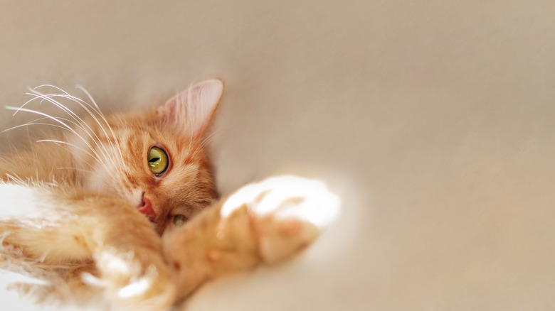 Cute ginger cat is sleeping on beige duvet in bed. Fluffy pet with curious funny expression on face. Horizontal banner with copy space.