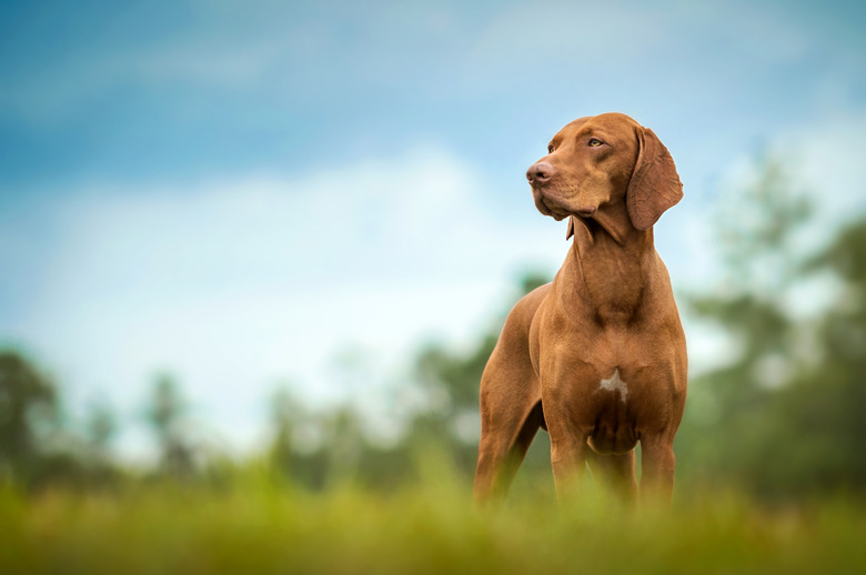 Vizsla standing in grass