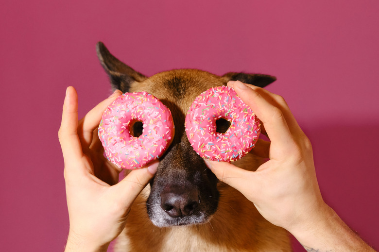 Portrait of German Shepherd on pink studio background with two sweet donuts. Harmful fatty food
