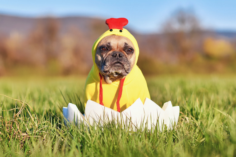 Funny Easter chicken dog sitting in Easter egg