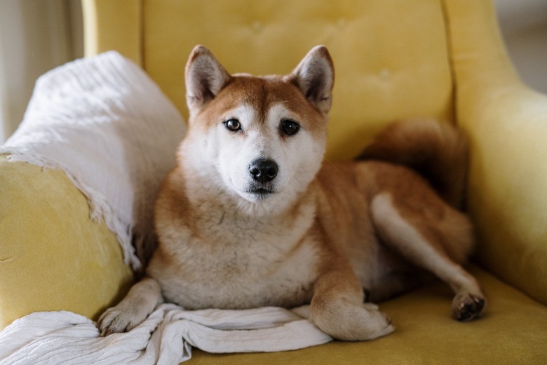 Portrait of shiba inu relaxing on sofa at home