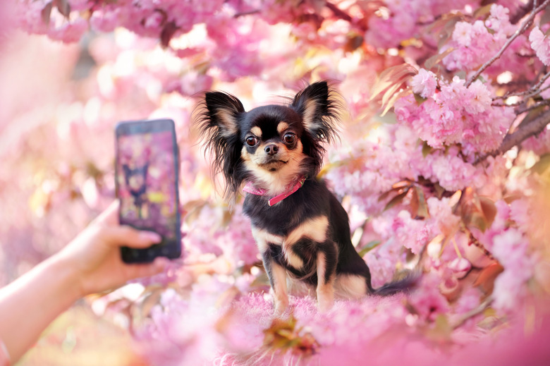Chihuahua under blooming tree being photographed on the smartphone
