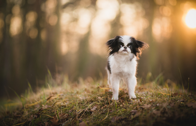 Close-up of lap trained purebred dog standing on field