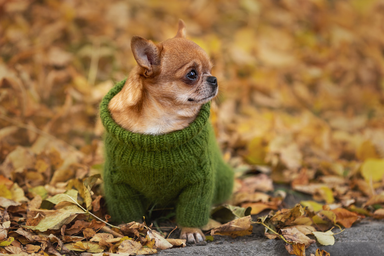 Lonely upset little chihuahua dog wearing green knitted sweater sitting among yellow fallen leaves in the cold autumn season at nature.