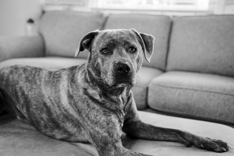Grayscale shot of a dog lying on the sofa