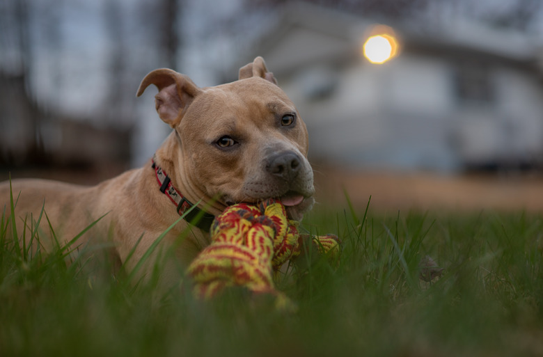 Close-Up Of Dog At Play