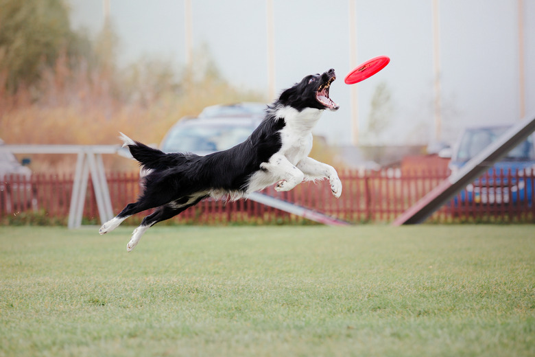 Dog catching flying disk in jump
