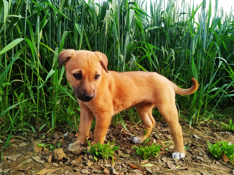 Adorable puppy standing in the green grass