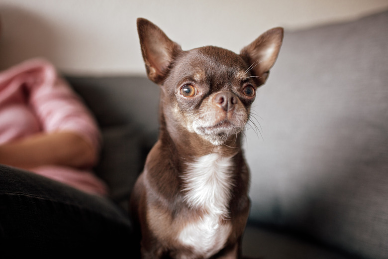 Close-up of funny short-haired brown dog Chihuahua