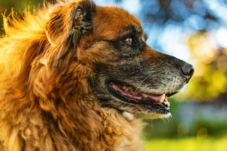 Anatolian Shepherd Mix Dog Profile at Sunset Canine Photo Series