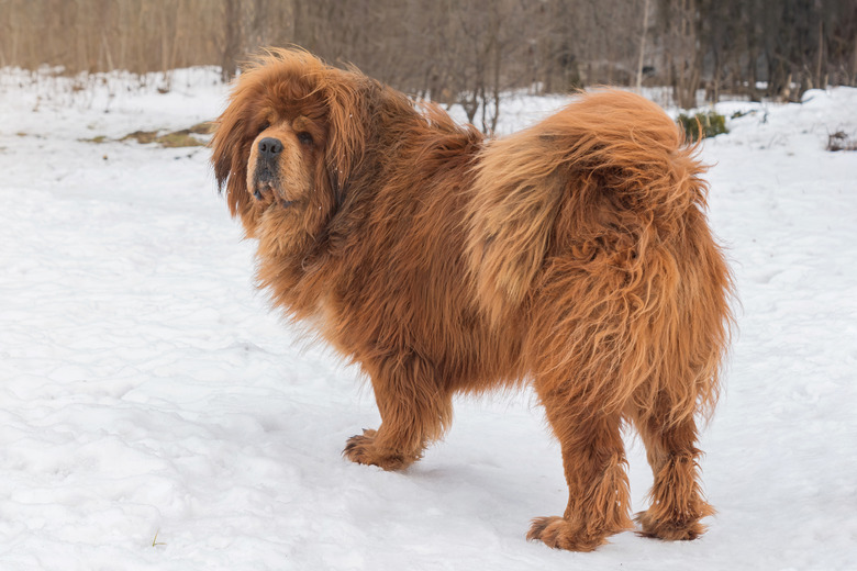 Beautiful large dog breed Tibetan Mastiff