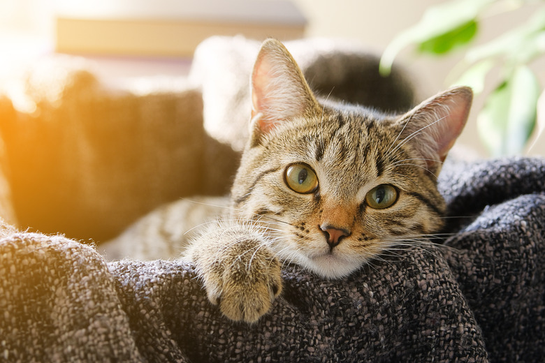 Domestic Cat Lies in a Basket with a Knitted Blanket
