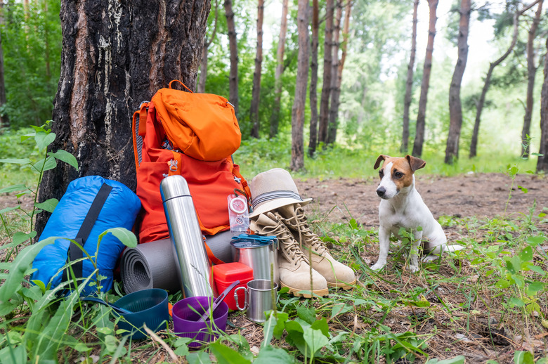 Dog and camping equipment in a pine forest. Backpack