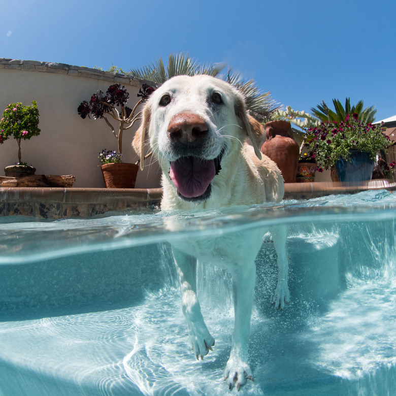 Portrait of dog in outdoor swimming pool