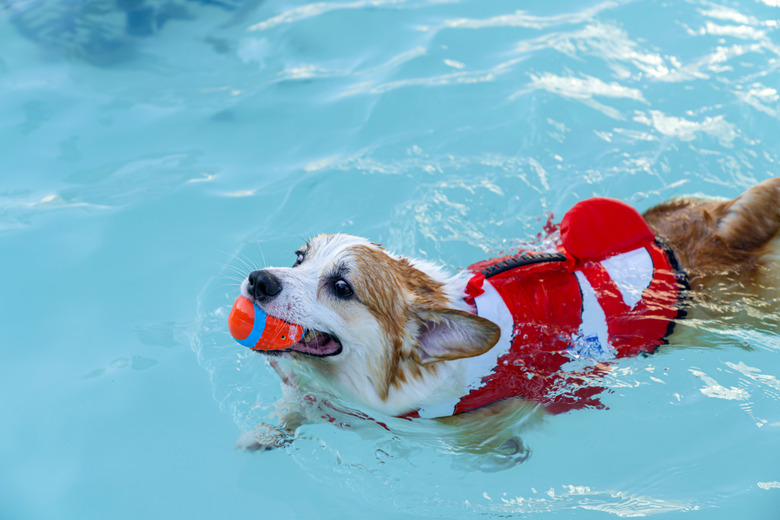 Welsh corgi swimming in the swimming pool