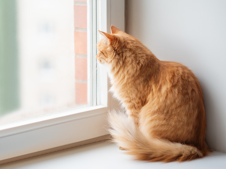 Ginger cat siting on a window sill and looking outside.