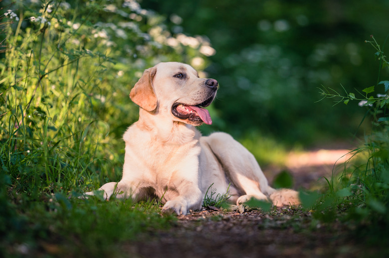 Male Labrador Golden Retriever crossbreed in the forest