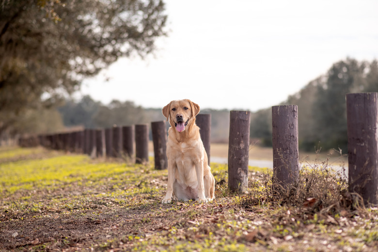 Yellow Labrador retriever