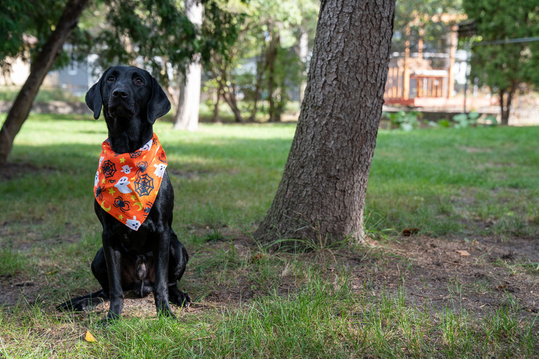 Black labrador retriever puppy sits wearing a Halloween scarf bandana