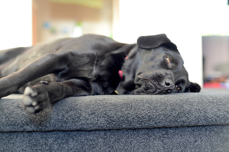 Black Labrador Retriever Resting on Top of Stairs