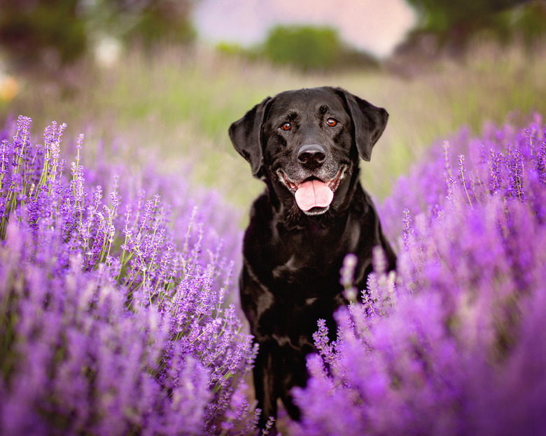 Black lab Dog in flowers