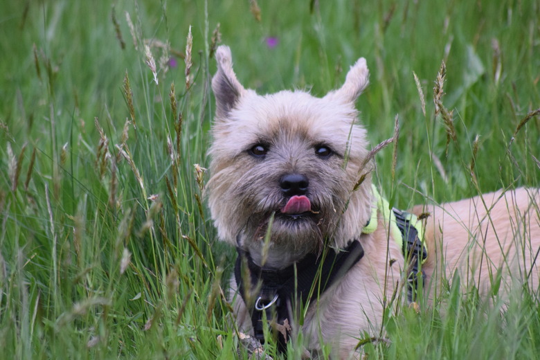 cute cairn terrier dog sitting long grass summer