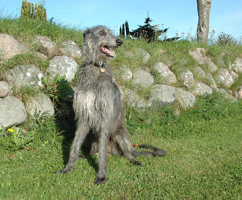 Scottish Deerhound