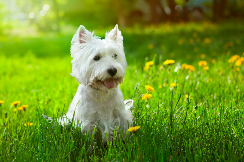 Small Westie in a field of yellow flowers
