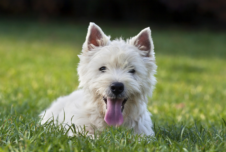 Cute West Highland white terrier puppy
