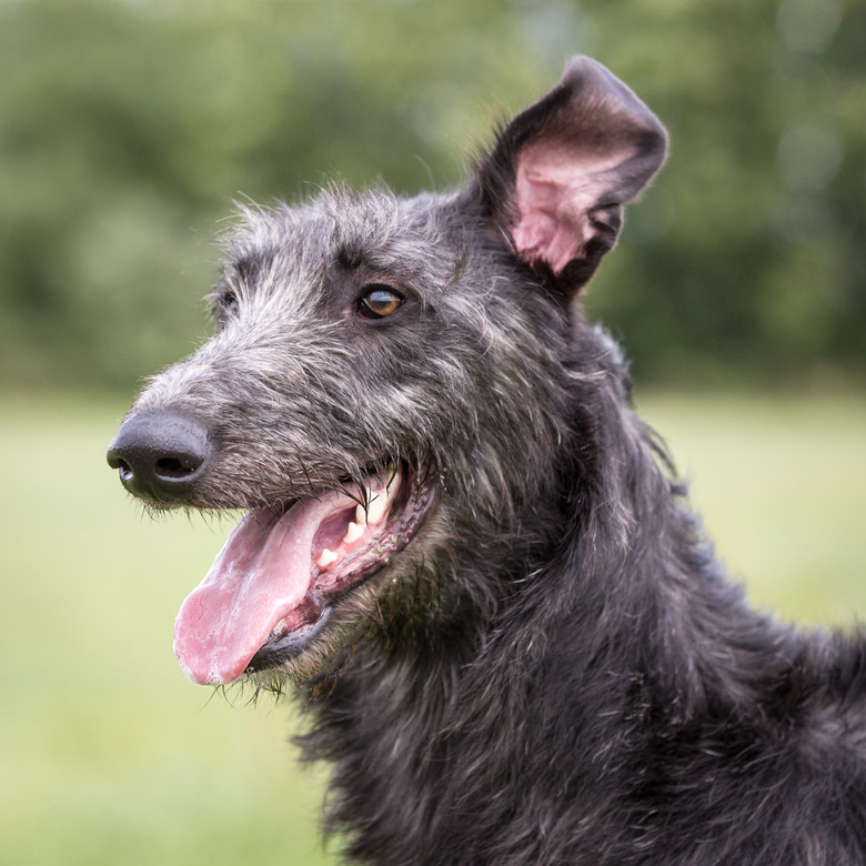 Scottish Deerhound Playing in Grass