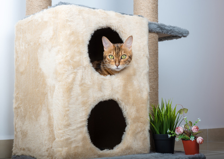 A cute Bengal cat lies in a two-story cat house.
