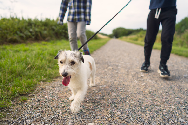 Low angle view of a small dog being walked by his family in a park