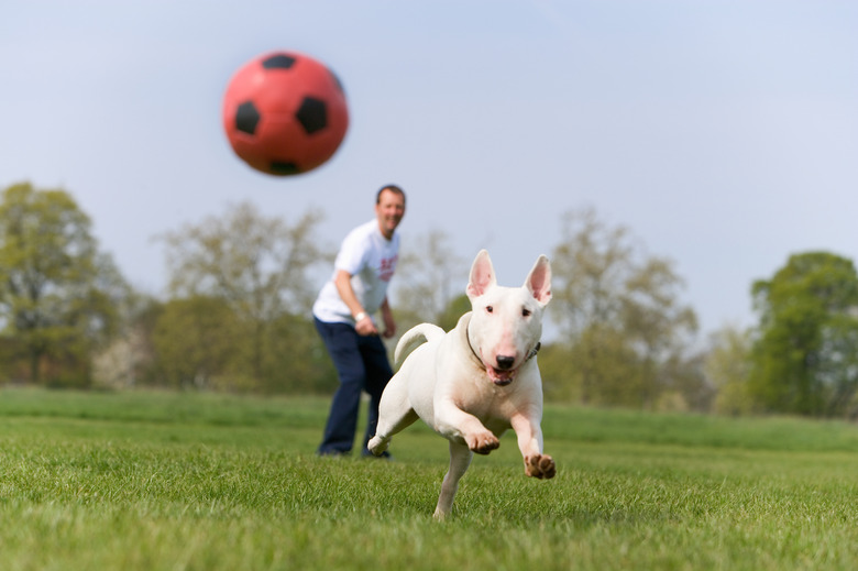 Man with English Bull Terrier in park