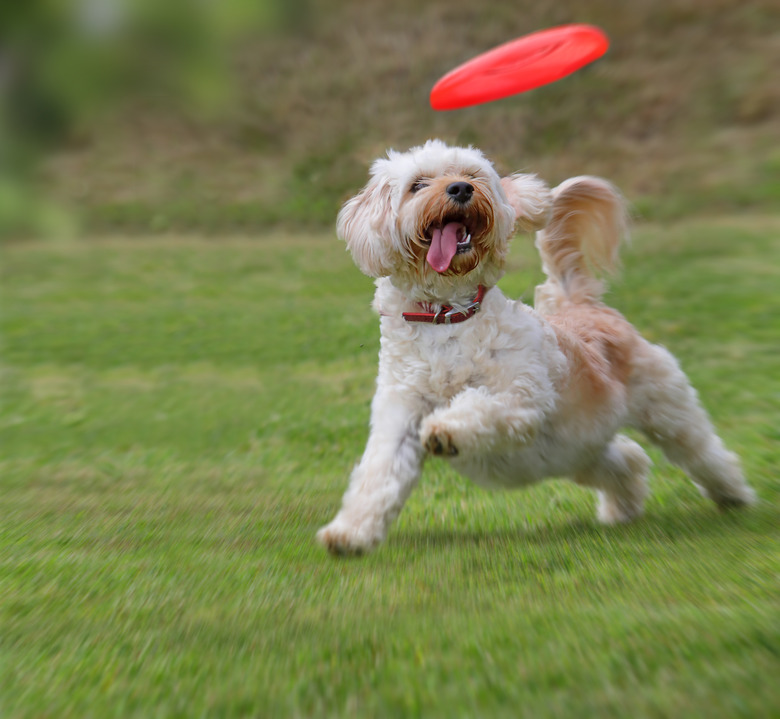 small cute dog catching red frisbee in the grass with mouth open