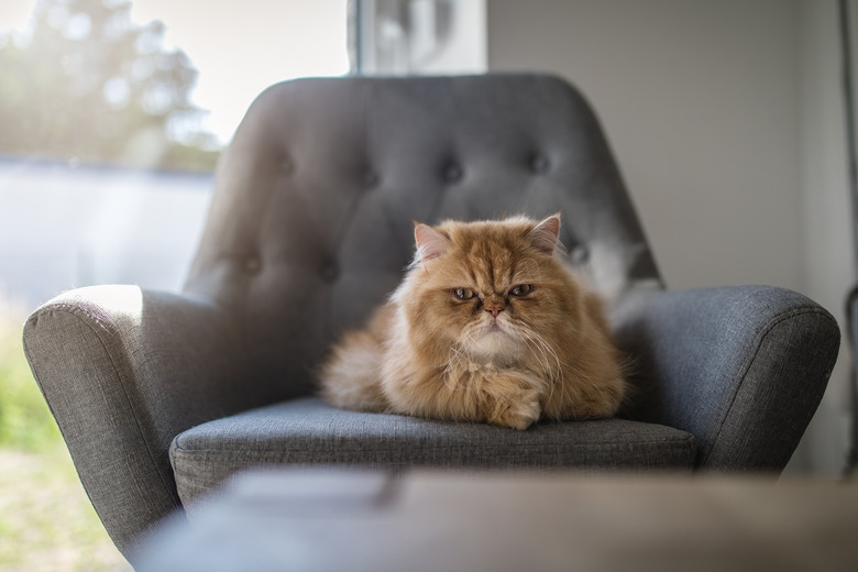 Persian cat lying on a armchair looking grumpy