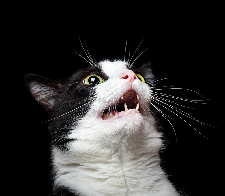 Portrait of an angry or surprised cat on black background
