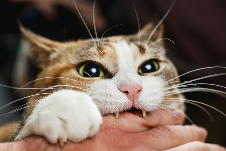 cat biting down on person's hand while playing
