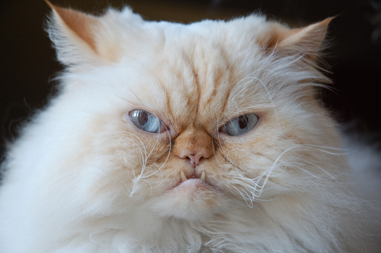 grumpy fluffy looking cat with blue eyes closeup