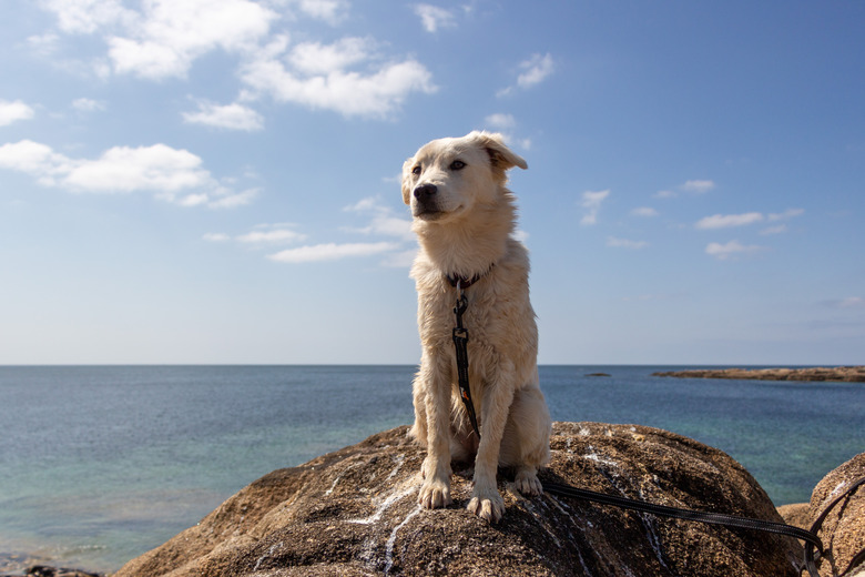 Young Puppy Dog at the rocky coastline of Ploemeur