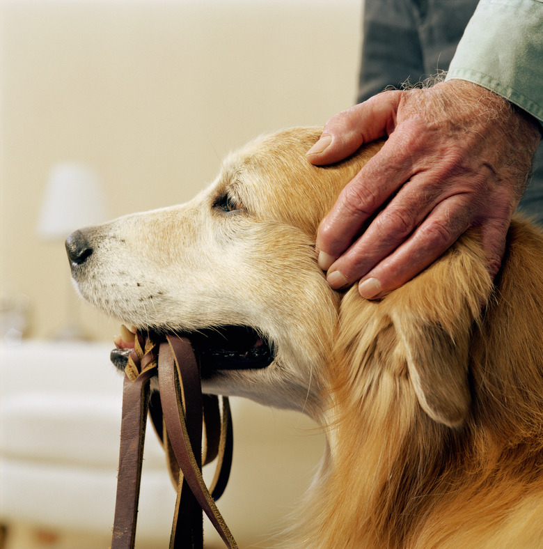 Golden retriever holding lead in mouth