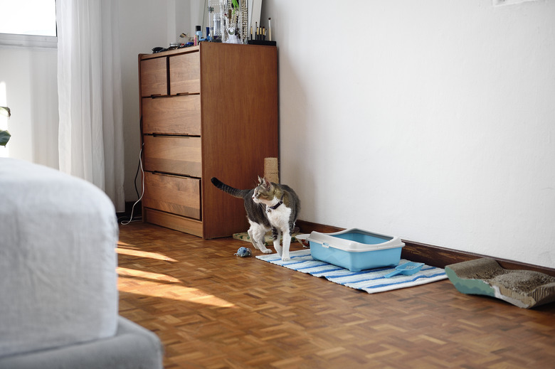 Cat standing by a litterbox in a bedroom.
