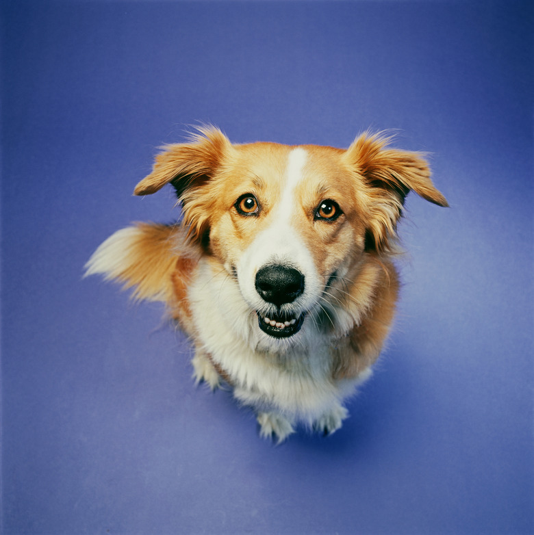 Dog sitting against blue background