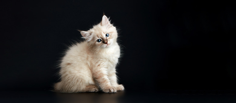 Funny Kitten with bright blue eyes on a black background. Small fluffy kitten of the Neva masquerade cat
