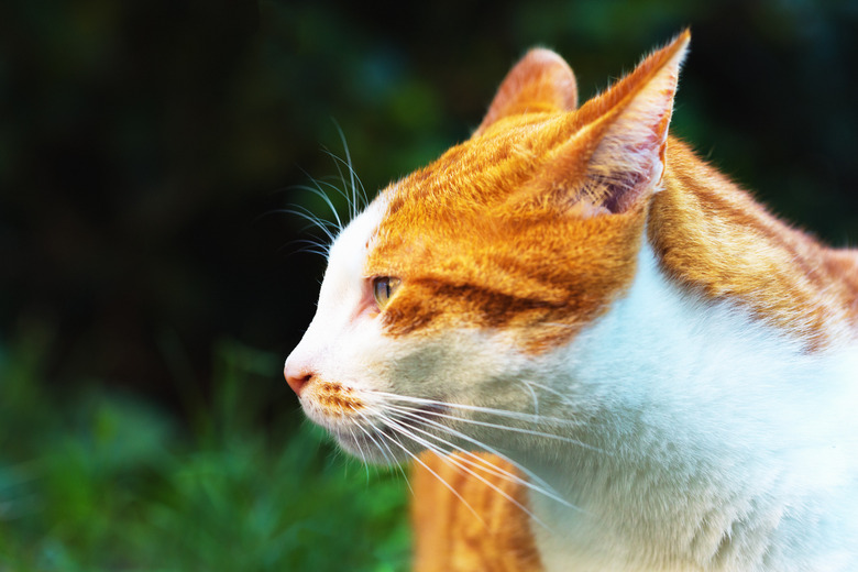 Irritated ginger cat