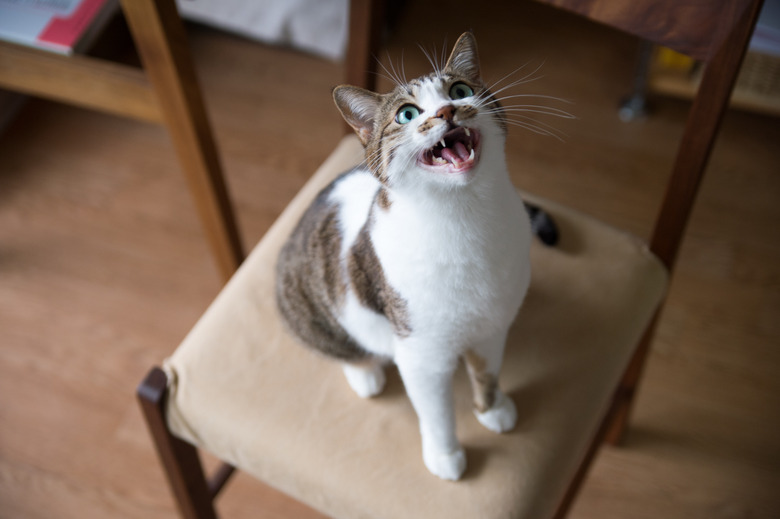 A cat mew on the chair