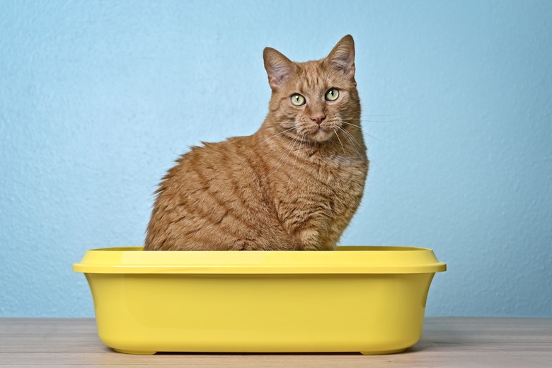 Cute ginger cat sitting in a open litter box and looking at camera
